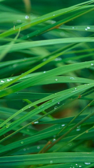 Green grass water drops macro 2 - the foreground free wallpaper for mobile