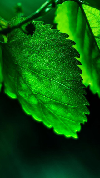 Green leaf branch blurry background 2 - free light wallpaper for mobile