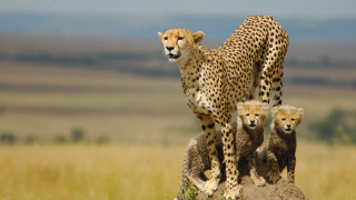 Mother cheetah cubs rock mountain - charlotte nasmyth free wallpaper for desktop