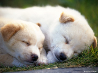 Puppies sleeping on grass together - two puppy free wallpaper