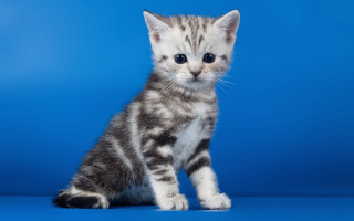 Small kitten blue background sad - a small kitten free wallpaper