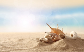 Shell beach sand sunbeam photorealistic - a sandy beach free wallpaper for desktop