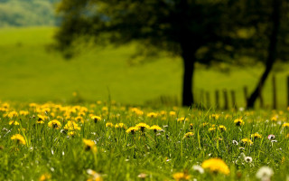 Flower field bush tree fence - in the background free wallpaper