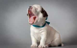 Small white dog yawning blue - a small white dog free wallpaper