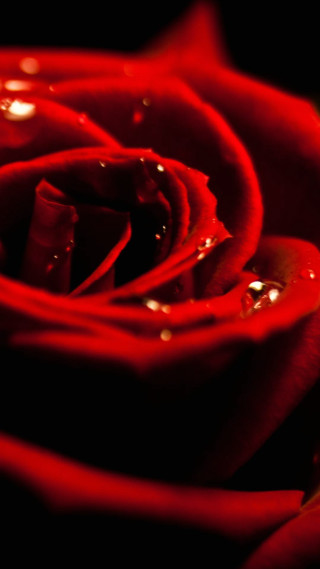 Red rose water droplets black 3 - water droplet free wallpaper for mobile