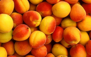 Peach pile top juice orange - boetius adamsz bolswert free wallpaper for desktop