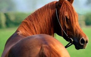 Brown horse bridle field trees - a brown horse free wallpaper