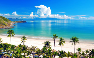Beach palm trees blue sky 24 - a blue ocean free wallpaper