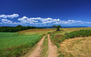 Dirt road green field blue 4 - a dirt road free wallpaper for desktop