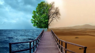 Wooden bridge tree beach water 4 - a wooden bridge free wallpaper