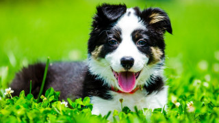 Black white dog tongue out - dog free wallpaper