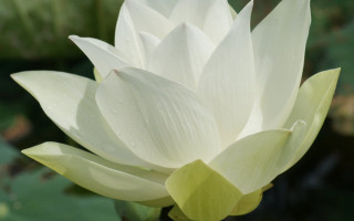 White flower green leaves blurry - a white flower free wallpaper