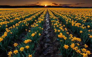 Yellow flower sunset clouds autumn - a dark sky in the background free wallpaper