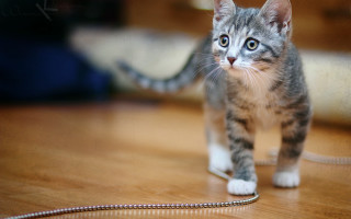 Kitten wooden floor chain blurry - a wooden floor next free wallpaper