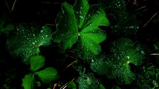 Green plant water droplets macro 15 - a green plant free wallpaper for desktop