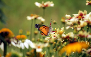 Butterfly flower field daisies macro - summer vibrancy free wallpaper