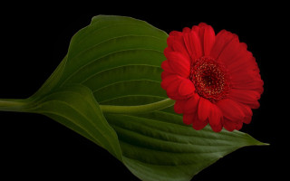 Red flower green leaf photorealism - photorealistic imagery free wallpaper