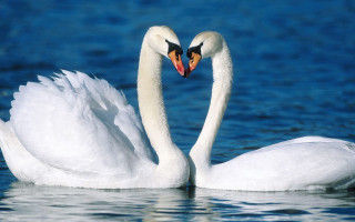 Swans heart shape water outdoors - two swan free wallpaper