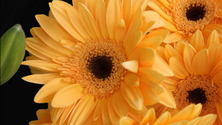 Yellow flower macro closeup black - yellow flower free wallpaper for desktop