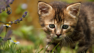 Small kitten field grass flowers - purple flower free wallpaper