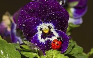 Ladybug purpleflower waterdroplets macroart aurora - a lady bug free wallpaper for desktop