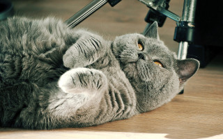 Cat glamor rococo photocopy felix - the floor next free wallpaper