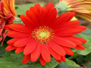 Red flower yellow center green 10 - green leaf and flowers free wallpaper