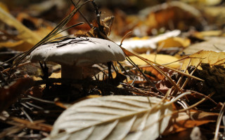 Mushroom leaves grass woods bokeh - leaf and grass free wallpaper