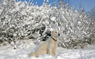 Dog snow bush blue sky - elke vogelsang free wallpaper