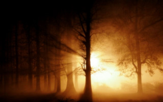 Foggy forest sunset silhouette autumn - a foggy forest free wallpaper