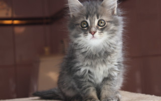 Kitten table door window light - top of a table next free wallpaper for desktop