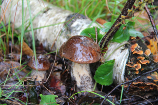 Mushrooms woodland ecological art decay - boetius adamsz bolswert free wallpaper for desktop