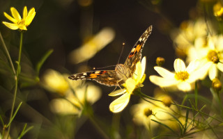 Yellow butterfly on flower macro - cindy wright free wallpaper