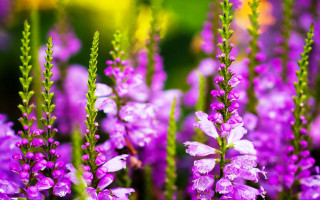 Purple water droplets flower bokeh - bracha l. ettinger free wallpaper