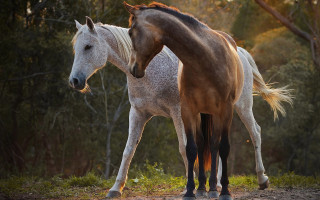Horses forest nature animal photography - two horse free wallpaper
