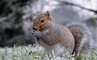 Squirrel frosted grass winter bare - frost free wallpaper