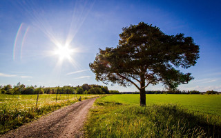 Dirt road tree field sunlight 2 - arvid nyholm free wallpaper