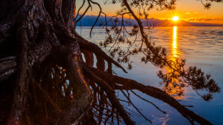 Tree sunset water autumn bush - backlight free wallpaper