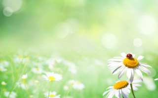 Ladybug daisy field bokeh ecological - a lady bug free wallpaper