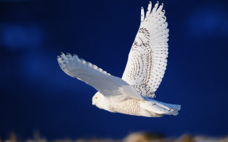 White owl flying blue sky - a photocopy free wallpaper