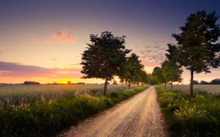 Dirt road trees sunset field - free sunset wallpaper
