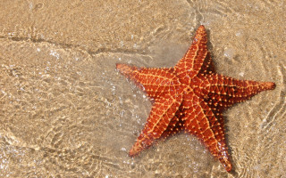 Starfish beach sand water splash - a starfish free wallpaper