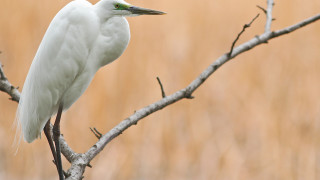 White bird perched branch field - upper body free wallpaper for desktop