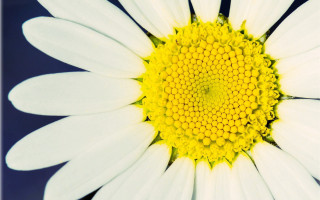 White yellow flower blue background - golden ratio illustration free wallpaper