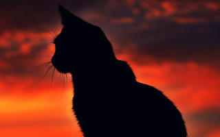 Cat silhouette red sky gothic - against free wallpaper for desktop