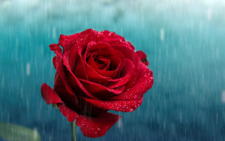 Red rose water drops blue - a green leafy area free wallpaper