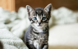 Sad kitten blue eyes blurry - tiny free wallpaper