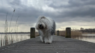 Shaggy dog dock water cloudy - a flemish baroque free wallpaper for desktop