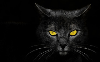 Black cat yellow eyes gothic 22 - eye free wallpaper for desktop