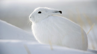 White bird snow grass outdoors - a black nose free wallpaper for desktop